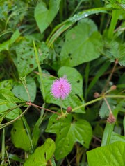 Mimosa pudica also called sensitive plant, sleepy grass, sleepy plant, action plant, humble plant, don't touch, touch-and-die, or shy plant or putri malu is a climbing flowering plant.