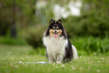 A playful Sheltie dog explores a vibrant park during spring. With its fluffy tricolor coat, it...
