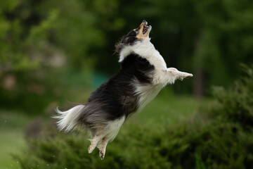 A playful sheltie dog is captured mid-jump in a vibrant spring park, embracing the beauty of nature...