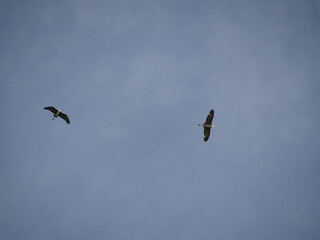 Gray Heron in flight