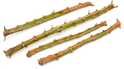 Close-up of Thorny Plant Stems on White Background