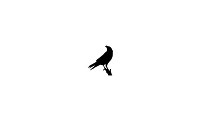black headed gull