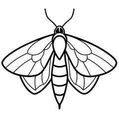 Moth  line art vector