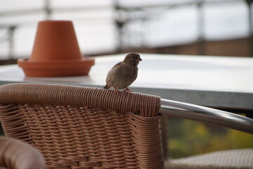 Spatz auf dem Stuhl