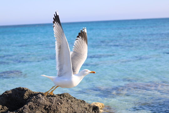 Seagull Taking Off from a Rock by the Sea.
A seagull with open wings taking off from a rock by the sea, with clear turquoise water and a bright blue sky in the background. Perfect wildlife and freedom - Powered by Adobe