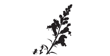 Delicate snapdragon flower stem with buds and blooms in a striking silhouette