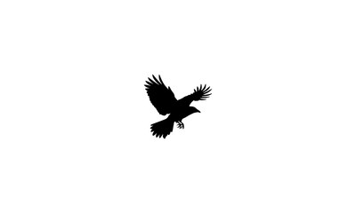 black vulture isolated on white