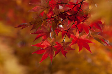 朱色に色づいたモミジ