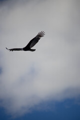 The yellow-headed vulture or lesser yellow-headed vulture is a scavenger bird of the family Cathartidae.