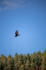 The yellow-headed vulture or lesser yellow-headed vulture is a scavenger bird of the family Cathartidae.