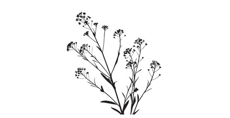 Delicate wildflower stems with small white flower clusters silhouette