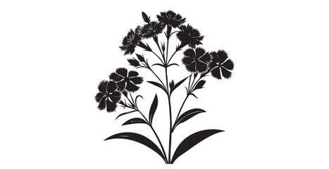 Elegant black silhouette of a blooming dianthus flower cluster on white background