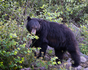 Magnificent American black bear Ursus americanus on the prowl through shrubs in Algonquin...