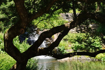 Baum vorm Wasserfall