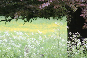 Wild flowers in shade of tree, English summer