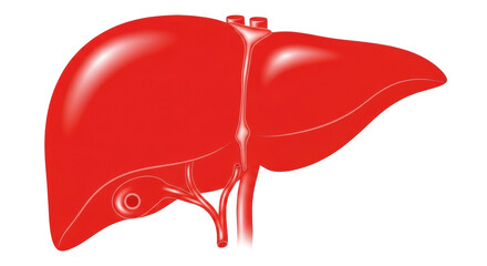 Isolated Human Liver Anatomy