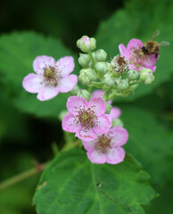 Blackberries are blooming in the orchard