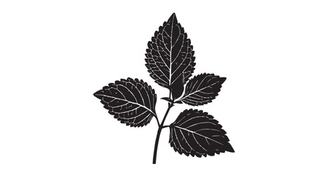 Detailed black leaf veins against a stark white background silhouette