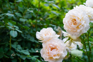 Fototapeta premium Soft cream-colored roses bloom gracefully against a rich green leafy background in a peaceful garden setting