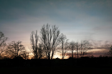 Low angle view of trees against the sky