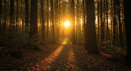 Fototapeta premium Sunlight streams through a forest path, illuminating trees and creating shadows.