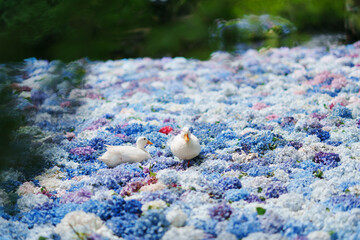 アジサイの水中華に浮かぶアヒル
