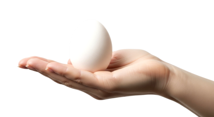 A Single White Egg Held Gently in a Hand: A Symbol of New Beginnings and Culinary Delights