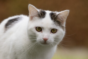 portrait of a white cat