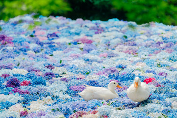 アジサイの水中華に浮かぶアヒル