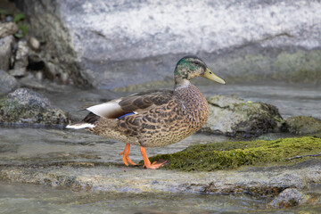 wild river ducks