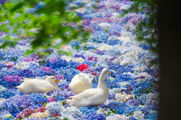 アジサイの水中華に浮かぶアヒル