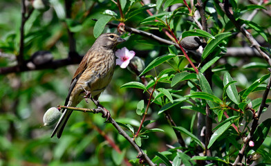 Bluthänfling - Weibchen sitzt in einem Mandelbaum // Common linnet - female in an almond tree (Linaria cannabina)