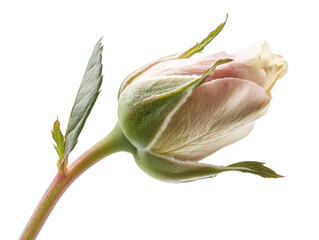 rose bud isolated on white background