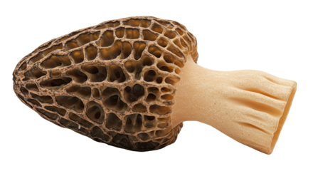 Close up of a morel mushroom showing its unique pitted cap texture