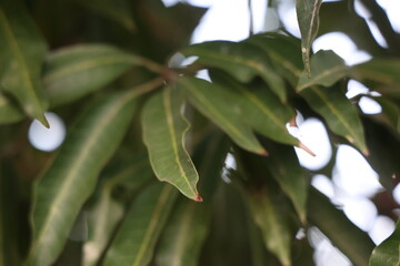 Mango tree branch, mango tree, mango leaves,