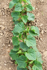 Young cucumber seedlings growing in open ground