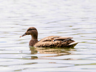 Wild duck female, mallard - Anas platyrhynchos - Duck swimming on the lake
