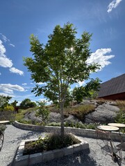 Tree in Rocky Area by House