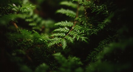 Close-up view of lush fern and moss foliage in a dense, dark green environment.