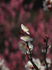 見上げるとそこに