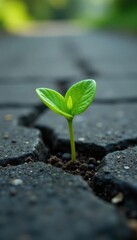 Tiny green sprout emerges from pavement crack, survival, pavement, sprout