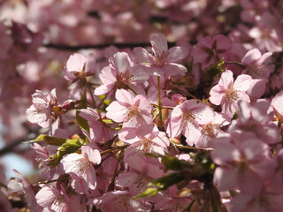 春の湧き出づる所