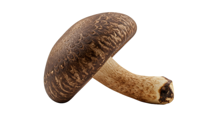 Close up studio shot of a single brown shiitake mushroom with textured cap