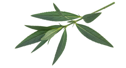 Isolated Green Twig