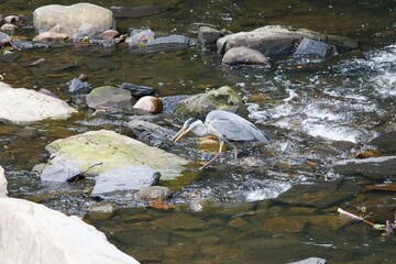 Grey heron standing in water of a river.