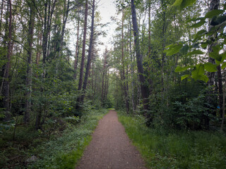 Shady Trail in Dense Forest