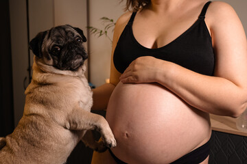 Pregnant woman with big belly in anticipation getting ready for the maternity at home. Cute pet pug dog showing affection and intimacy for the baby. preparing for the birth of a child