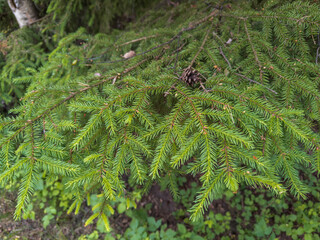Evergreen Tree Branch Close-Up