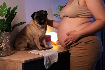 Pregnant woman with big belly in anticipation getting ready for the maternity at home. Cute pet pug dog showing affection and intimacy for the baby. preparing for the birth of a child