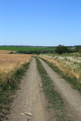 A dirt road with grass and trees
